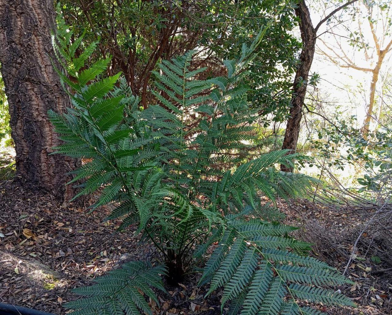 Casa Jardin Natural Sedella المظهر الخارجي الصورة