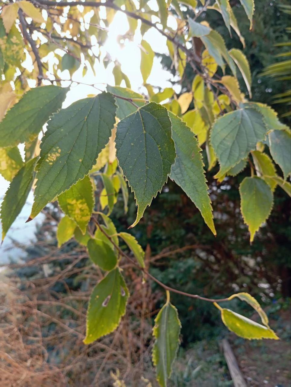 Casa Jardin Natural Sedella المظهر الخارجي الصورة